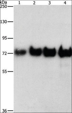 Anti-BSA antibody produced in rabbit affinity isolated antibody