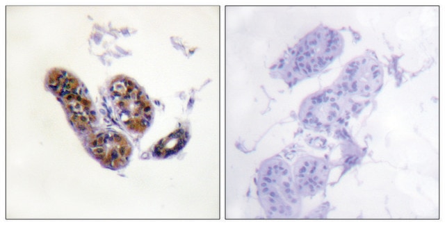 Anti-MITF antibody produced in rabbit affinity isolated antibody