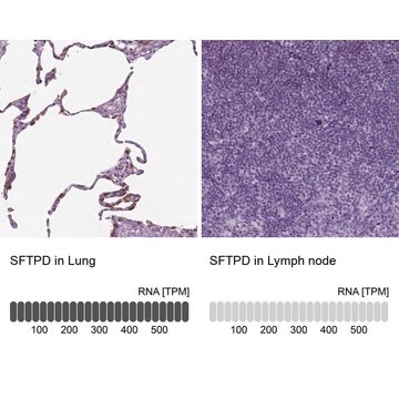 Anti-SFTPD antibody produced in rabbit Prestige Antibodies&#174; Powered by Atlas Antibodies, affinity isolated antibody, buffered aqueous glycerol solution