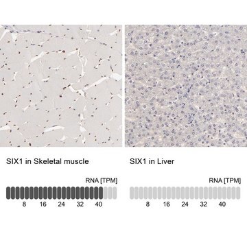 Anti-SIX1 antibody produced in rabbit Prestige Antibodies&#174; Powered by Atlas Antibodies, affinity isolated antibody, buffered aqueous glycerol solution