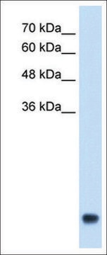 Anti-CXCL3 antibody produced in rabbit IgG fraction of antiserum