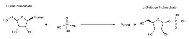 Nucleoside Phosphorylase bacterial recombinant, expressed in E. coli, &#8805;10&#160;units/mg protein