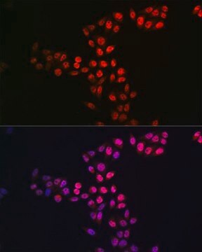 Anti- SIRT1 antibody produced in rabbit