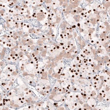 Monoclonal Anti-TBX19 antibody produced in mouse Prestige Antibodies&#174; Powered by Atlas Antibodies, clone CL6251, purified immunoglobulin, buffered aqueous glycerol solution