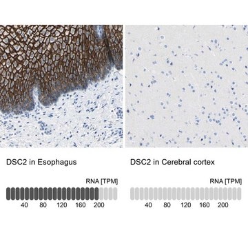 Anti-DSC2 antibody produced in rabbit Prestige Antibodies&#174; Powered by Atlas Antibodies, affinity isolated antibody, buffered aqueous glycerol solution