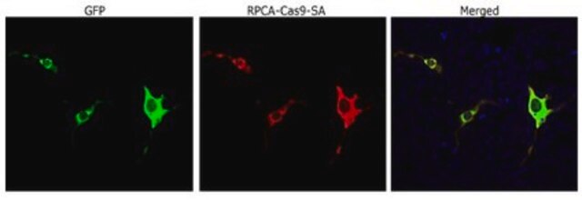 Anti-Cas9 (Rabbit Polyclonal) serum, from rabbit