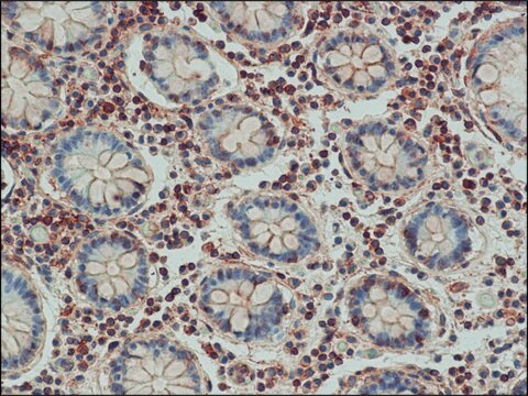 Anti-Bak antibody produced in rabbit IgG fraction of antiserum, buffered aqueous solution