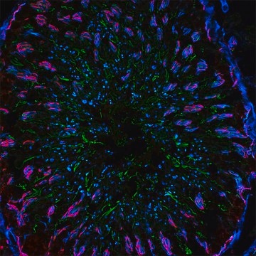 Anti-Mouse IgG (H+L), F(ab&#8242;)2 fragment, CF&#8482;488A antibody produced in goat ~2&#160;mg/mL, affinity isolated antibody, buffered aqueous solution