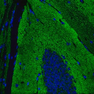 Anti-Synaptophysin Antibody, clone SY38, Alexa Fluor&#8482; 488 Conjugate clone SY38, from mouse, ALEXA FLUOR&#8482; 488