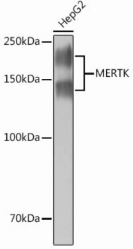 Anti-MERTK antibody produced in rabbit