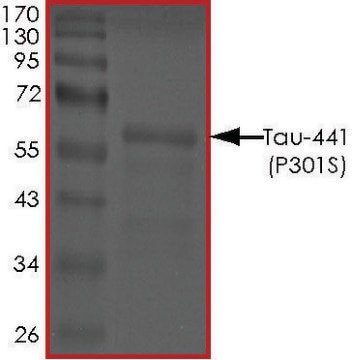 TAU-441 (P301S) Protein recombinant