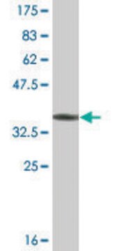 Monoclonal Anti-CABC1 antibody produced in mouse clone 1C12, ascites fluid