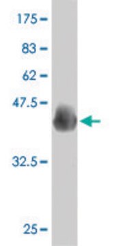 ANTI-PAX7 antibody produced in mouse clone 4F8, purified immunoglobulin, buffered aqueous solution