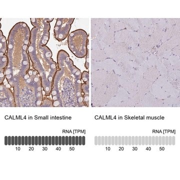 Anti-CALML4 antibody produced in rabbit Prestige Antibodies&#174; Powered by Atlas Antibodies, affinity isolated antibody, buffered aqueous glycerol solution