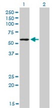 Monoclonal Anti-STK38 antibody produced in mouse clone 2F3, purified immunoglobulin, buffered aqueous solution