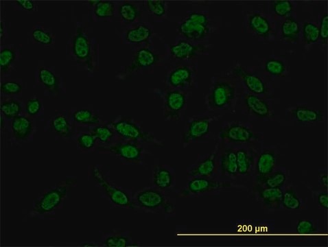 Monoclonal Anti-SMAD5 antibody produced in mouse clone 2D7, purified immunoglobulin, buffered aqueous solution