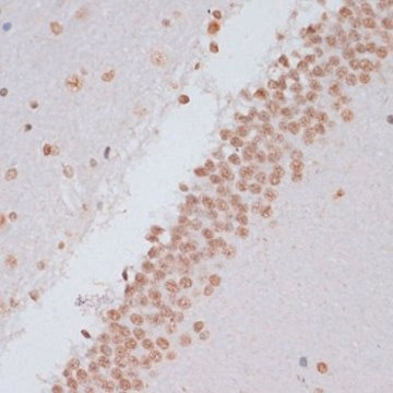 Anti-Phospho-Stat3-Y705 antibody produced in rabbit