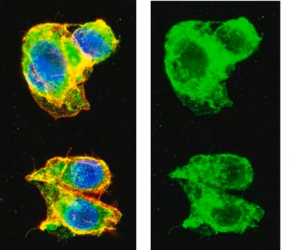 Anti-Transferrin Antibody Chemicon&#174;, from chicken