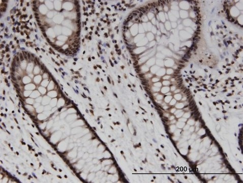 Monoclonal Anti-SOX10 antibody produced in mouse clone 1E6, purified immunoglobulin, buffered aqueous solution