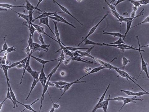 OSUMMER.13 Mouse NRAS-Mutant Melanoma Cell Line