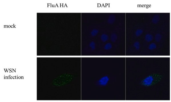 Monoclonal Anti-Influenza A virus H1N1 HA (Hemagglutinin) antibody produced in mouse clone GT223, affinity isolated antibody