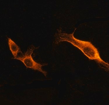 Anti-PVRL4 antibody, Mouse monoclonal clone N4.101.10, purified from hybridoma cell culture