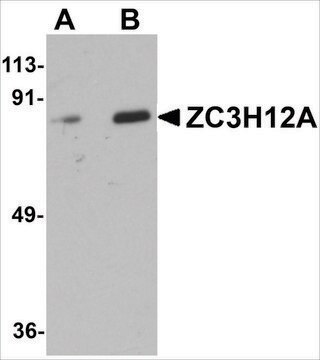 Anti-ZC3H12A antibody produced in rabbit affinity isolated antibody, buffered aqueous solution