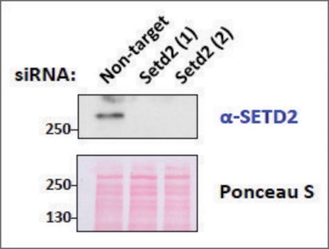 Anti-SETD2 antibody produced in goat affinity isolated antibody, buffered aqueous solution