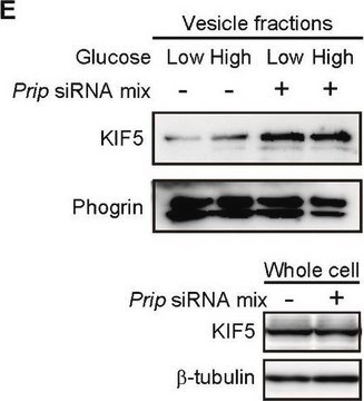 Anti-KIF5 antibody produced in rabbit affinity isolated antibody, buffered aqueous solution