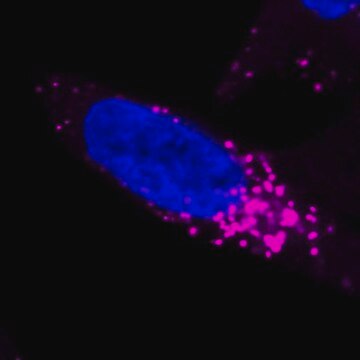 BioTracker NIR633 Lysosome Dye Live cell imaging dye for acidic cellular organelles such as lysosomes.