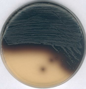 GranuCult&#174; plus Kanamycin esculin azide agar for Enterococcus spp., suitable for microbiology