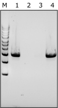 Lysostaphin from Staphylococcus staphylolyticus free of DNA contaminants, suitable for Microbiome research, lyophilized powder, &#8805;500&#160;units/mg protein