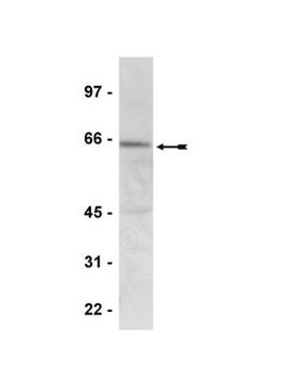 Anti-phospho-AMPK &#945; (Thr172) Antibody Upstate&#174;, from rabbit