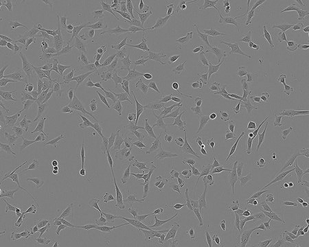 1321N1 Cell Line human from human brain(astrocytoma), 86030402