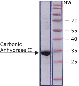 Carbonic Anhydrase II human recombinant, expressed in E. coli, buffered aqueous solution