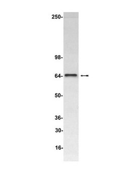 Anti-Luciferase Antibody, clone21 clone 21, Upstate&#174;, from mouse