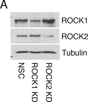 Anti-&#945;-Tubulin antibody, Mouse monoclonal clone DM1A, purified from hybridoma cell culture