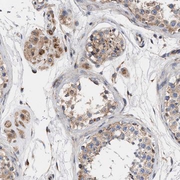 Anti-MALSU1 antibody produced in rabbit Prestige Antibodies&#174; Powered by Atlas Antibodies, affinity isolated antibody, buffered aqueous glycerol solution