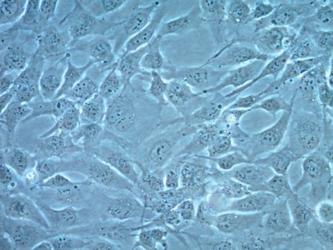 AC16 Human Cardiomyocyte Cell Line AC16 Human Cardiomyocytes can be serially passaged and can differentiate when cultured in mitogen-free medium. The cells may be used to study developmental regulation of cardiomyocytes.