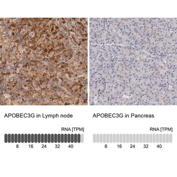 Anti-APOBEC3G antibody produced in rabbit Prestige Antibodies&#174; Powered by Atlas Antibodies, affinity isolated antibody, buffered aqueous glycerol solution