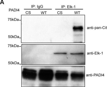 Normal Rabbit IgG Normal Rabbit IgG Polyclonal Antibody control validated for use in Immunoprecipitation &amp; Western Blotting.