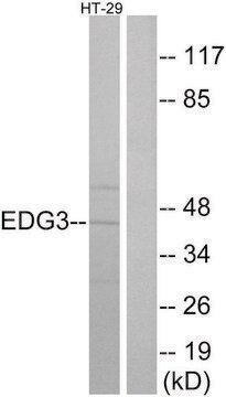 Anti-EDG3 antibody produced in rabbit affinity isolated antibody