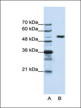 Anti-HCFC1 antibody produced in rabbit IgG fraction of antiserum