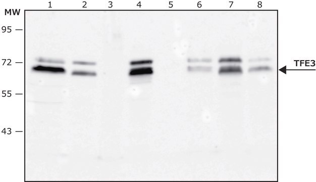 Anti-TFE3 antibody, Mouse monoclonal clone TFE3-37, purified from hybridoma cell culture