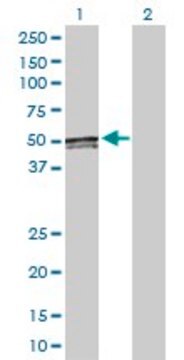 Anti-ACAA1 antibody produced in rabbit purified immunoglobulin, buffered aqueous solution