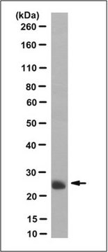 Anti-EBI3 Antibody/IL-35, clone V1.4C4.22 (Neutralizing) clone V1.4C4.22, from mouse