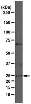 Anti-VHL Antibody, clone 11E12 clone 11E12, from mouse