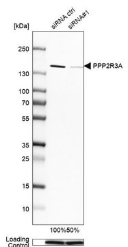 Anti-PPP2R3A antibody produced in rabbit Prestige Antibodies&#174; Powered by Atlas Antibodies, affinity isolated antibody, buffered aqueous glycerol solution