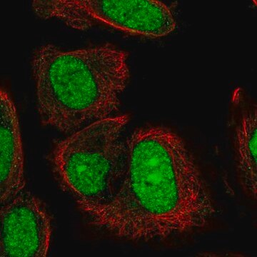 Anti-TRMT6 antibody produced in rabbit Prestige Antibodies&#174; Powered by Atlas Antibodies, affinity isolated antibody