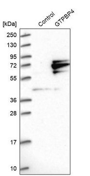 Anti-GTPBP4 antibody produced in rabbit Prestige Antibodies&#174; Powered by Atlas Antibodies, affinity isolated antibody, buffered aqueous glycerol solution